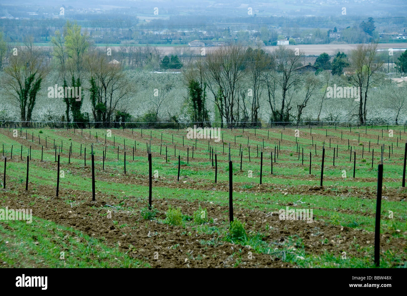 Junge Bäume zu beschneiden und französische Landschaft in der Partie et Garonne, Frankreich Stockfoto