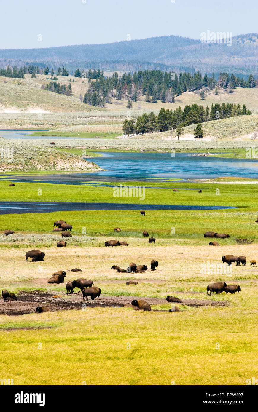 eine Herde Büffel in Hayden Valley im Yellowstone National Park Stockfoto