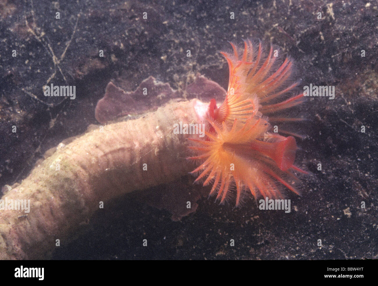 Staubwedel Wurm Serpula Vermicularis mit Fütterung Tentakeln vollständig erweitert zeigt zentrale operculum Stockfoto