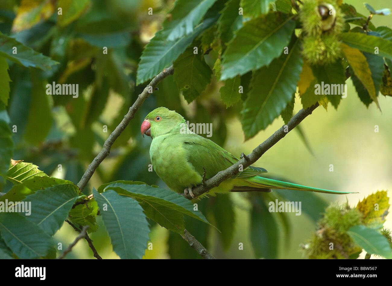 Ring-necked Parakeet geflohen waren hocken in fruchttragenden süsse Kastanie Castanea sativa Stockfoto