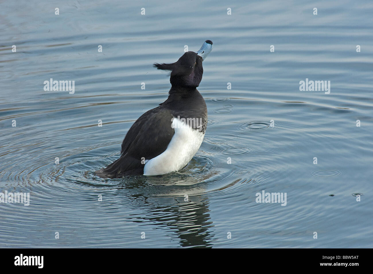 Männliche Reiherenten Aythya Fuligula erstreckt sich aus Wasser, überschüssiges Wasser abschütteln Stockfoto