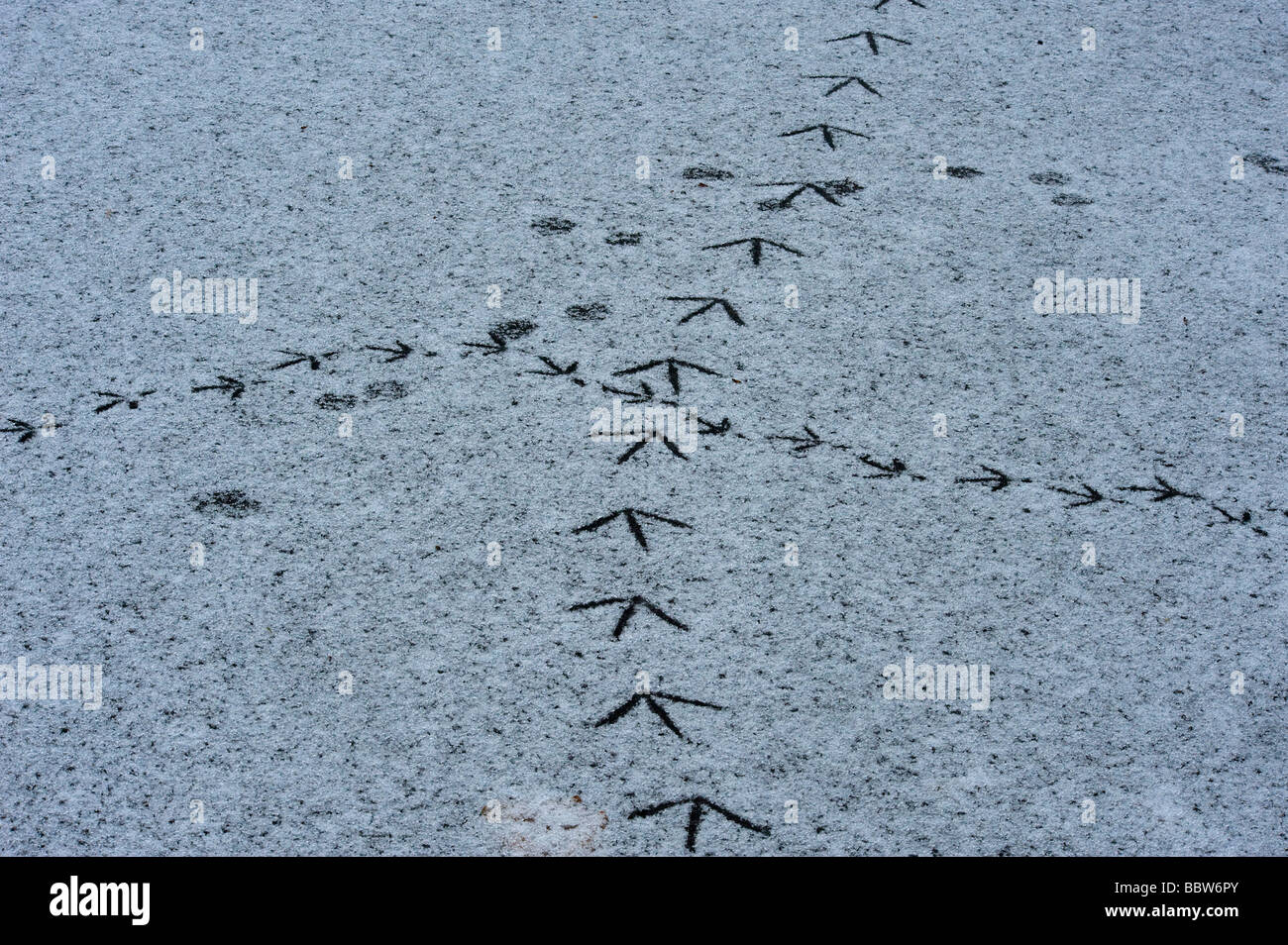Kreuzung traf Wildfowl Spuren auf Schnee bedeckten Eis Stockfoto