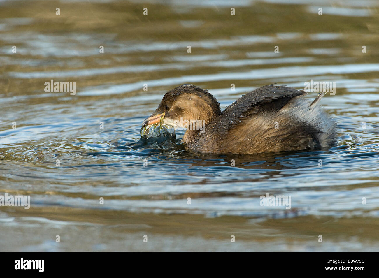 Wenig Grebe oder Dabchick mit Libelle Larve Alge Stockfoto