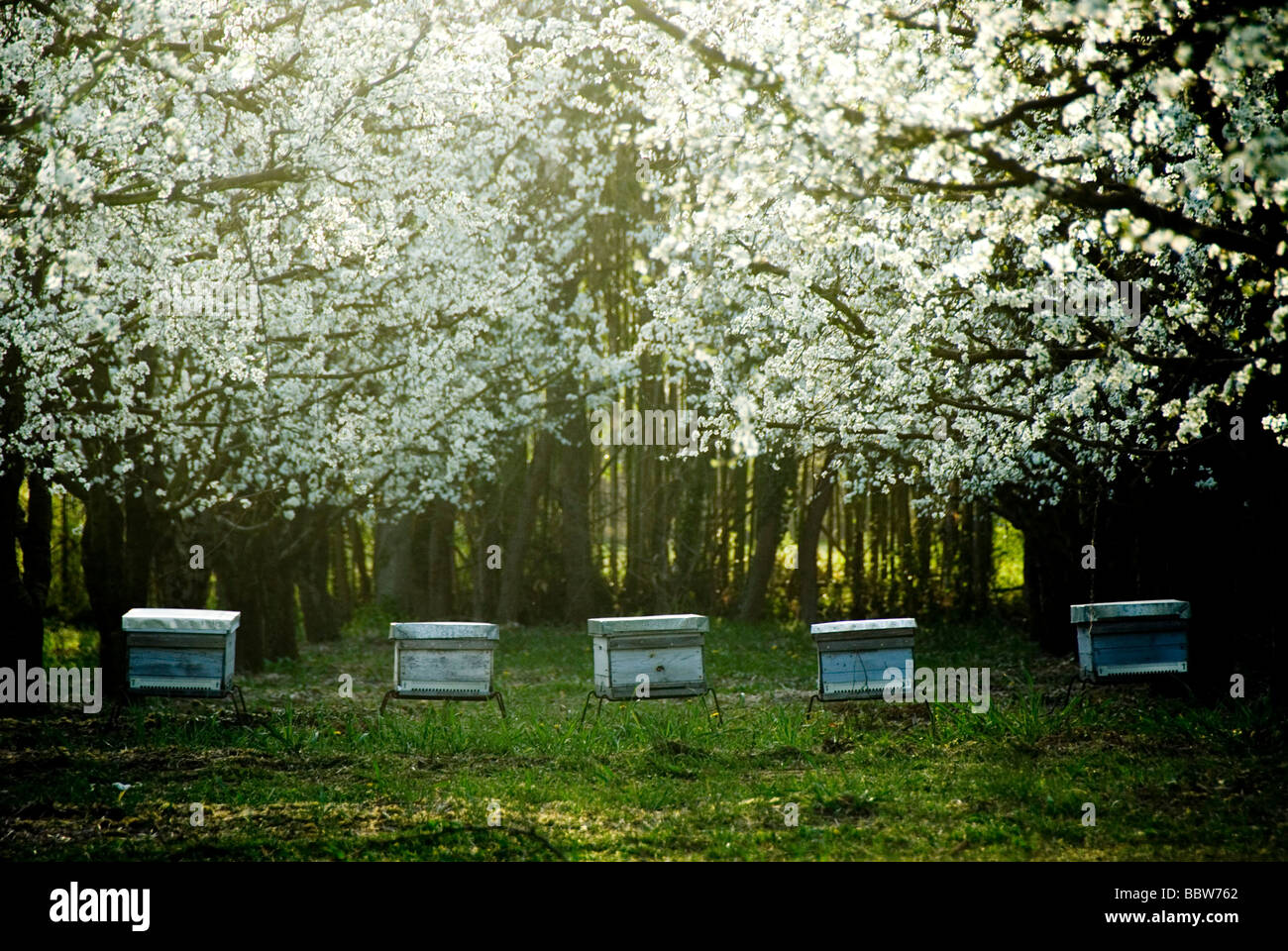 Bienenstöcke in prune Felder im Abendlicht, Frankreich Stockfoto