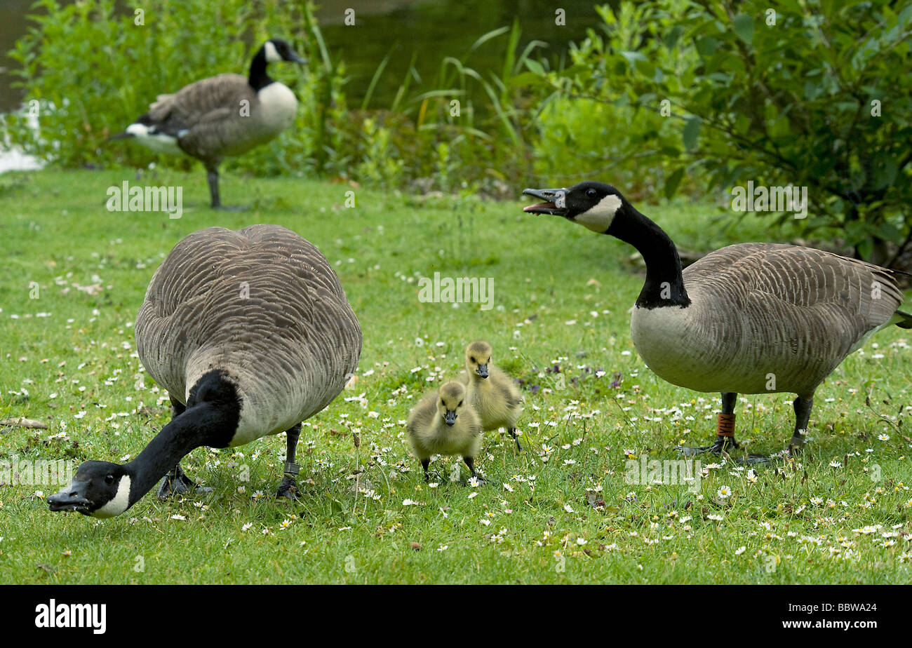 Kanada Gänse Branta Canadensis rief zur Abwehr von Eindringling Sciurus Carolinensis von frisch geschlüpften Gänsel nähert sich Stockfoto