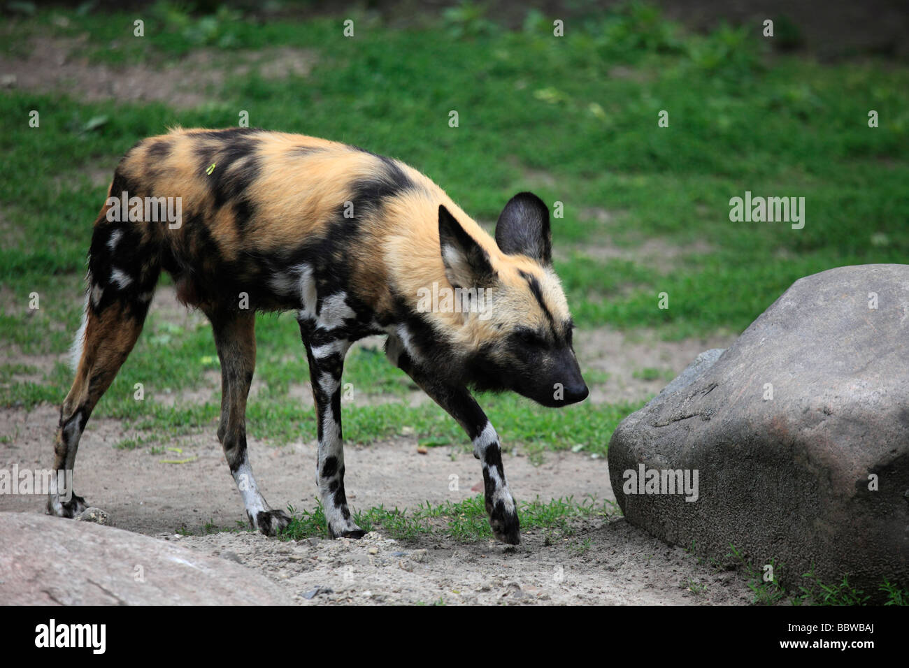 Deutschland Berlin Zoo afrikanische Jagd Hund LYKAON pictus Stockfoto