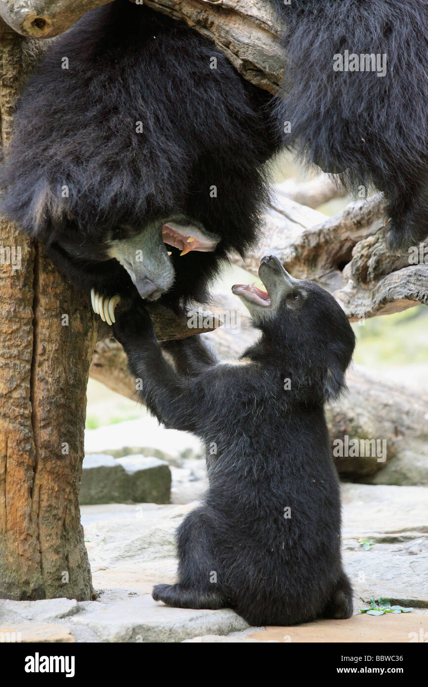 Deutschland Berlin Zoo Sloth Bär Melursus Ursinus Weibchen mit Jungtier Stockfoto