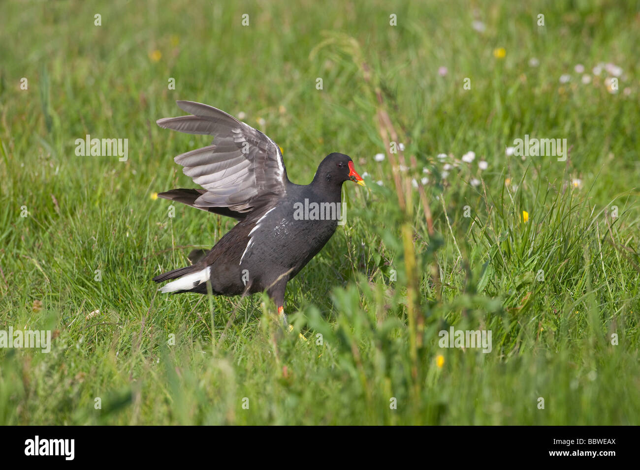 Sumpfhuhn Gallinula chloropus an cley Naturschutzgebiet Norfolk Stockfoto