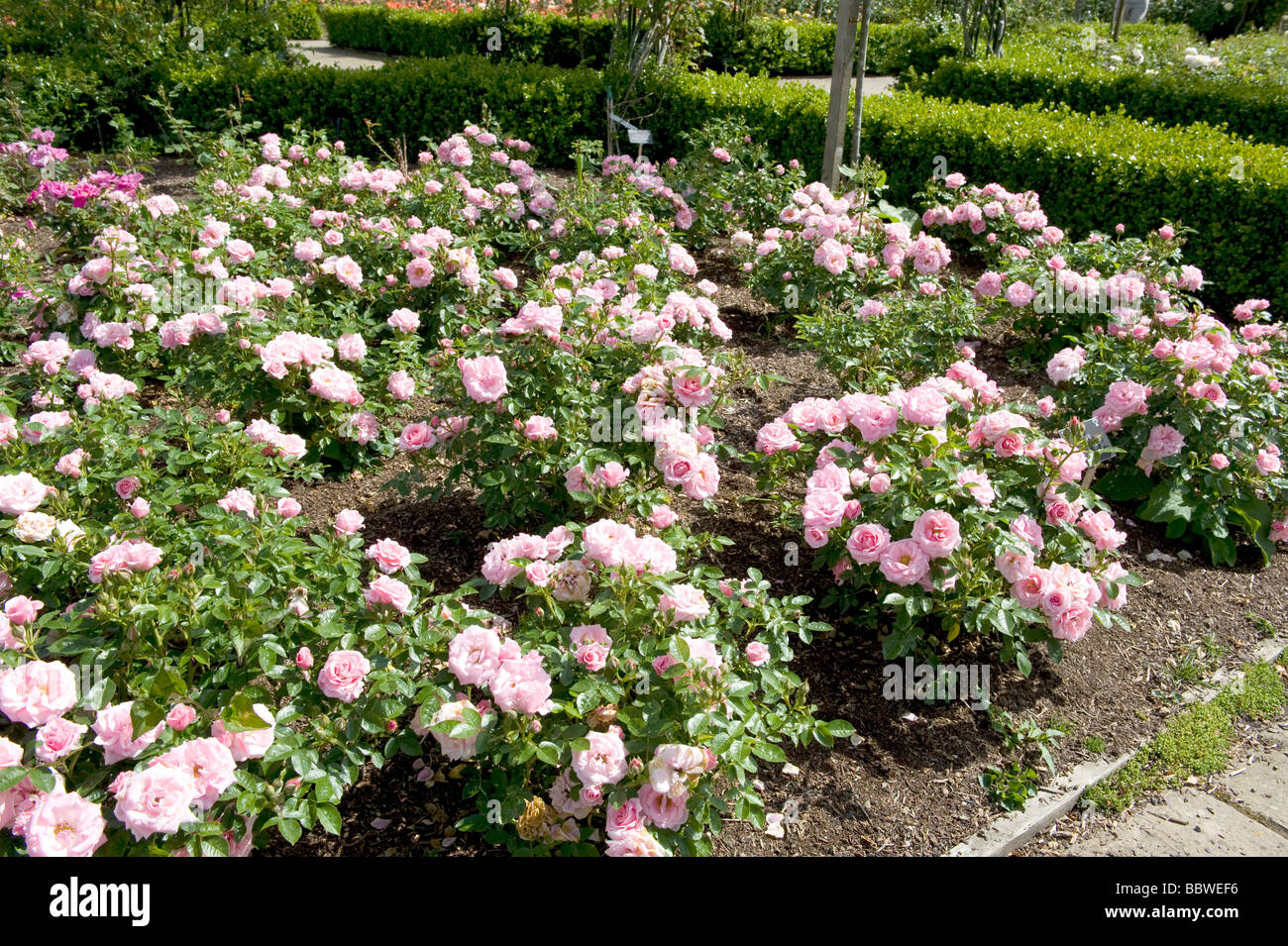 Rose Pretty Polly "Meitonje" Stockfoto