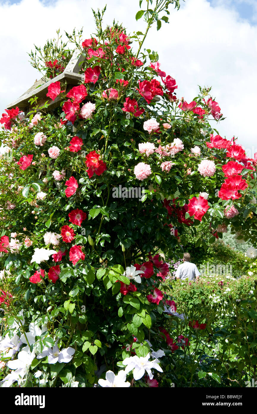 Clematis and climbing rose Fotos und Bildmaterial in hoher Auflösung