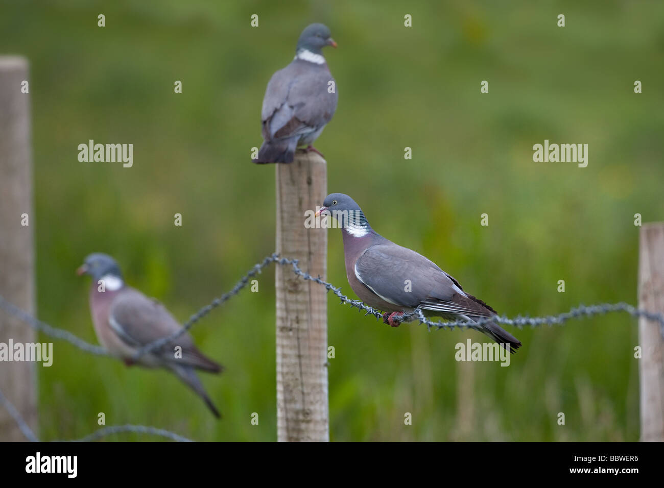 Ringeltauben Columba Palumbus thront auf Zaun Stockfoto