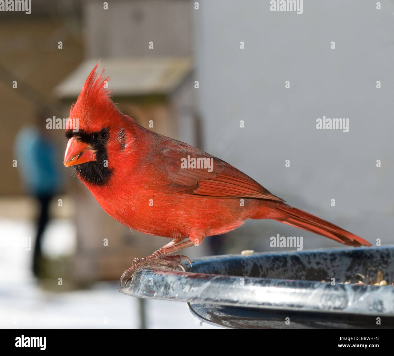 Cardinal Red Bird in Futterstation Stockfoto