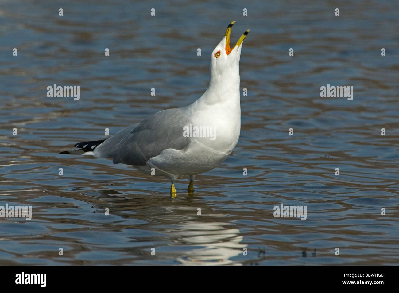 Ring-billed Möve Larus Delawarensis im Osten der USA aufrufen Stockfoto