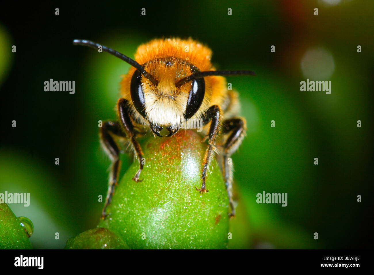 Red Mason Bee, Osmia bicornis. Vorderansicht des Kopfes. Close-up Stockfoto