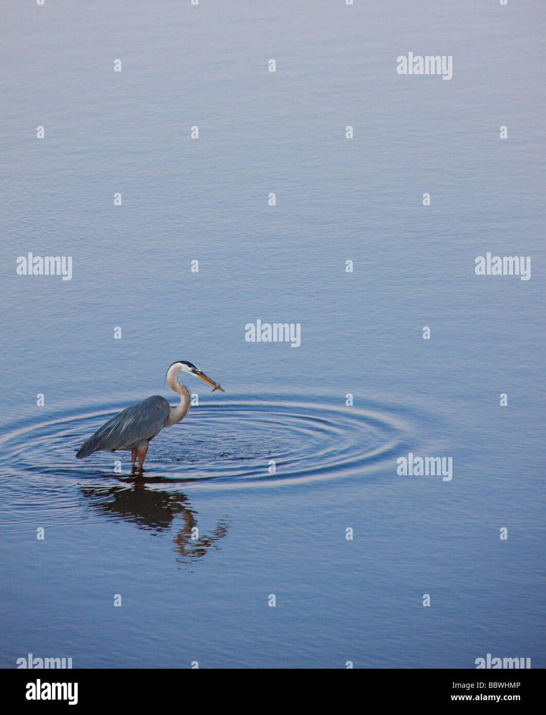 Great Blue Heron mit Fisch, St. Marks National Wildlife Refuge, Florida Stockfoto