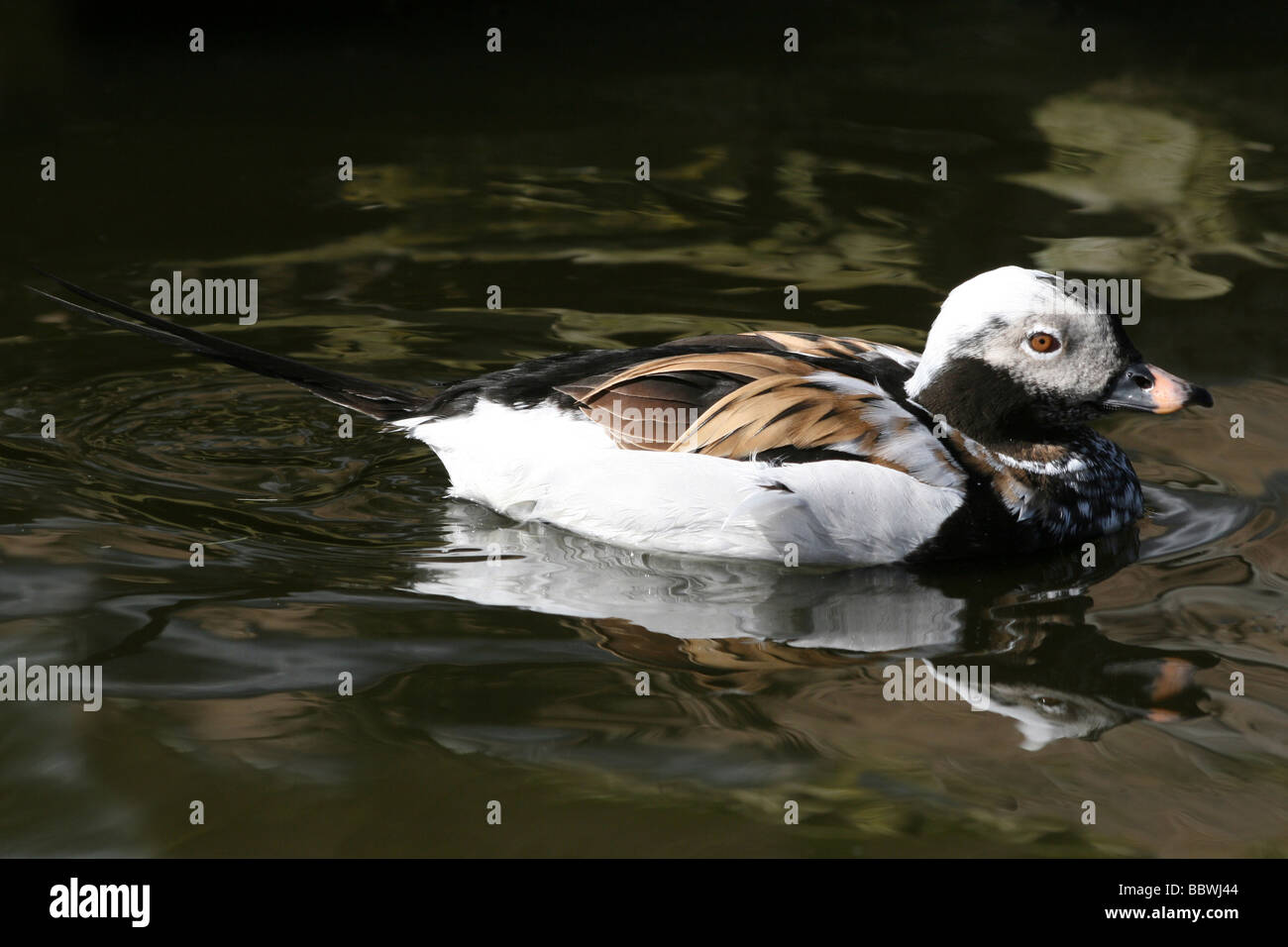 Männlichen langschwänzigen Ente Clangula Hyemalis Schwimmen bei Martin bloße WWT, Lancashire UK Stockfoto
