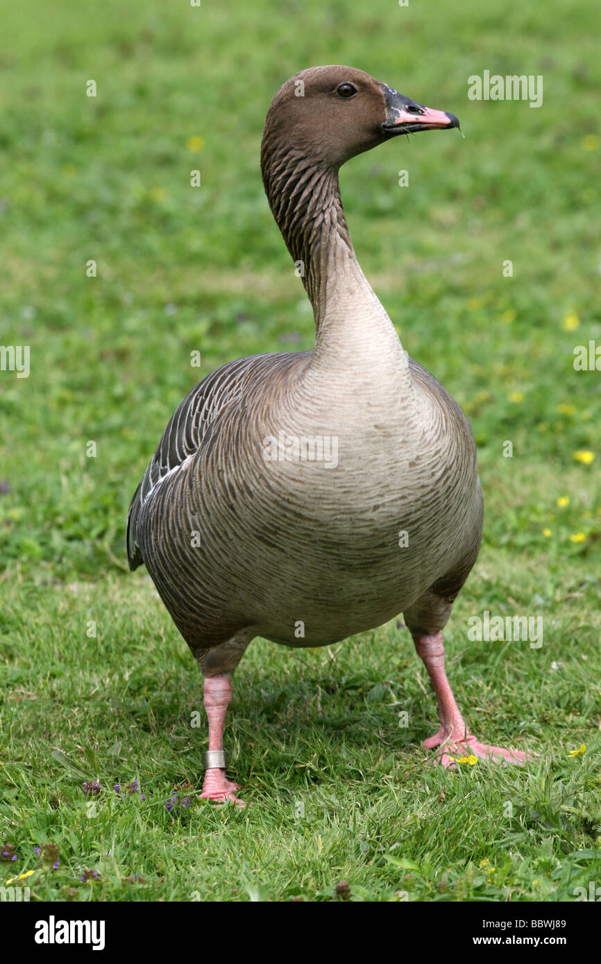 Portrait Of Pink-footed Gans Anser Brachyrhynchus genommen bei Martin bloße WWT, Lancashire UK Stockfoto