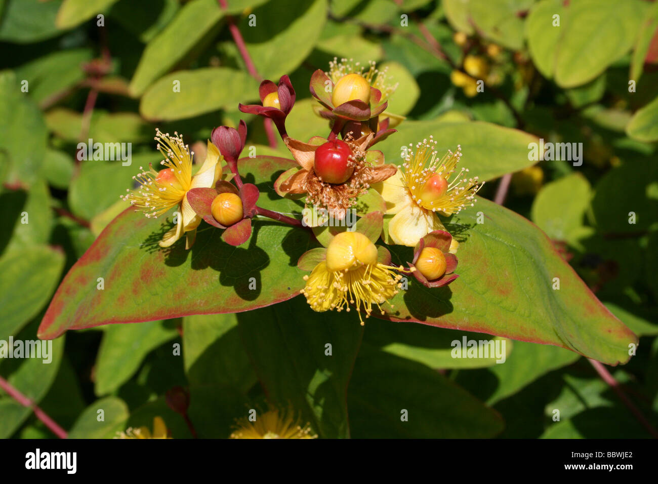 Die mehrjährige Strauch Tutsan Hypericum Androsaemum genommen bei Martin bloße WWT, Lancashire UK Stockfoto