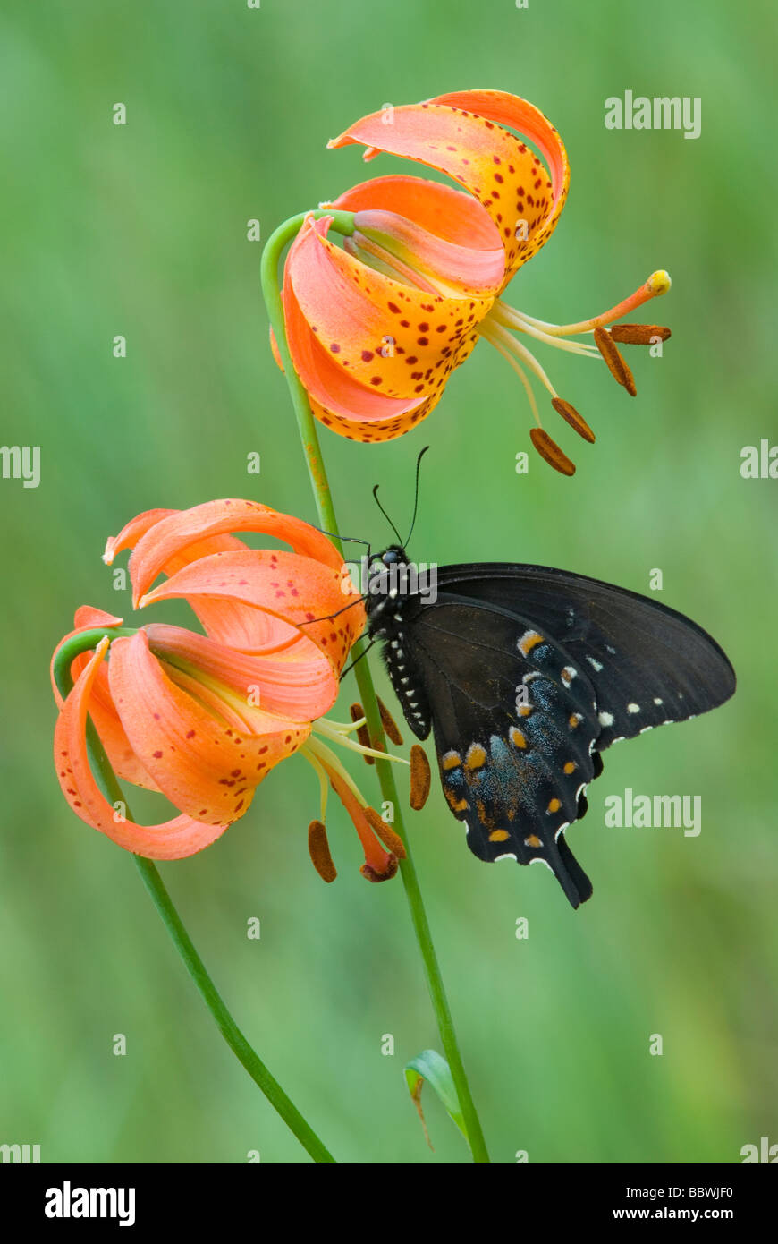 E Schwalbenschwanz Schmetterling Papilio polyxenes auf Michigan Lily Lilium michiganense E USA, durch Überspringen Moody/Dembinsky Foto Assoc Stockfoto