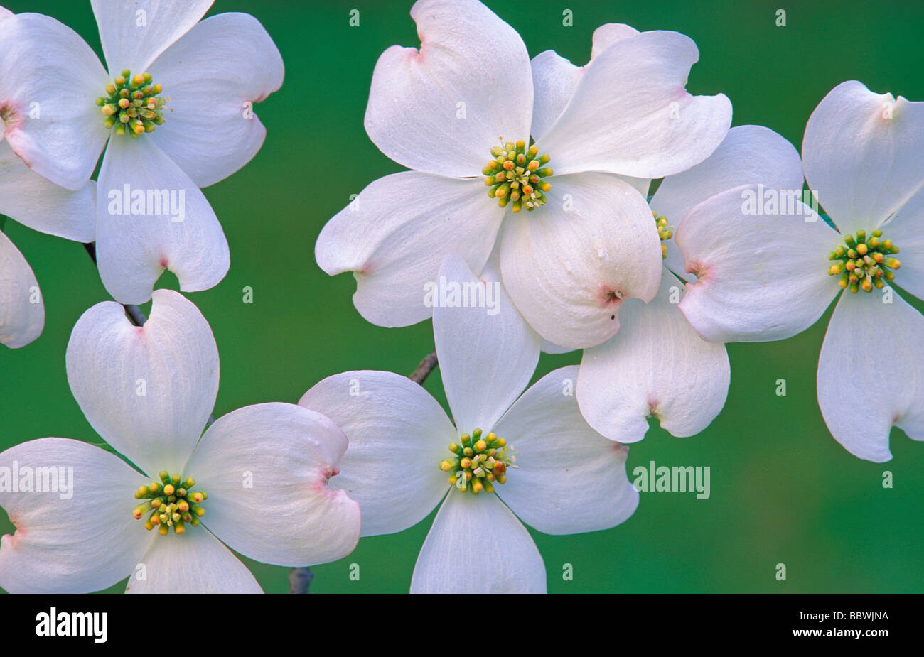 Blühende Hartriegel Cornus Florida Blumen im Osten der USA Stockfoto