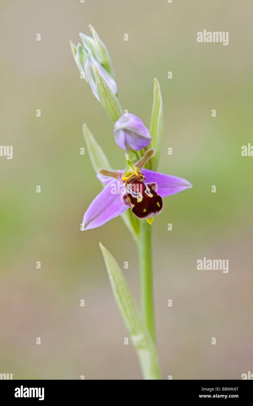 Biene Orchidee (Ophrys Apifera) fotografiert im Juni Stockfoto