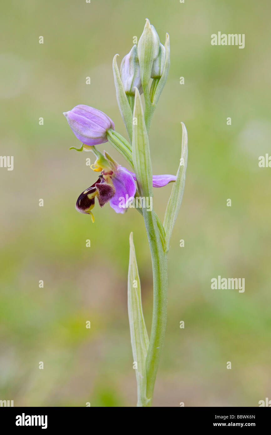 Biene Orchidee (Ophrys Apifera) fotografiert im Juni Stockfoto
