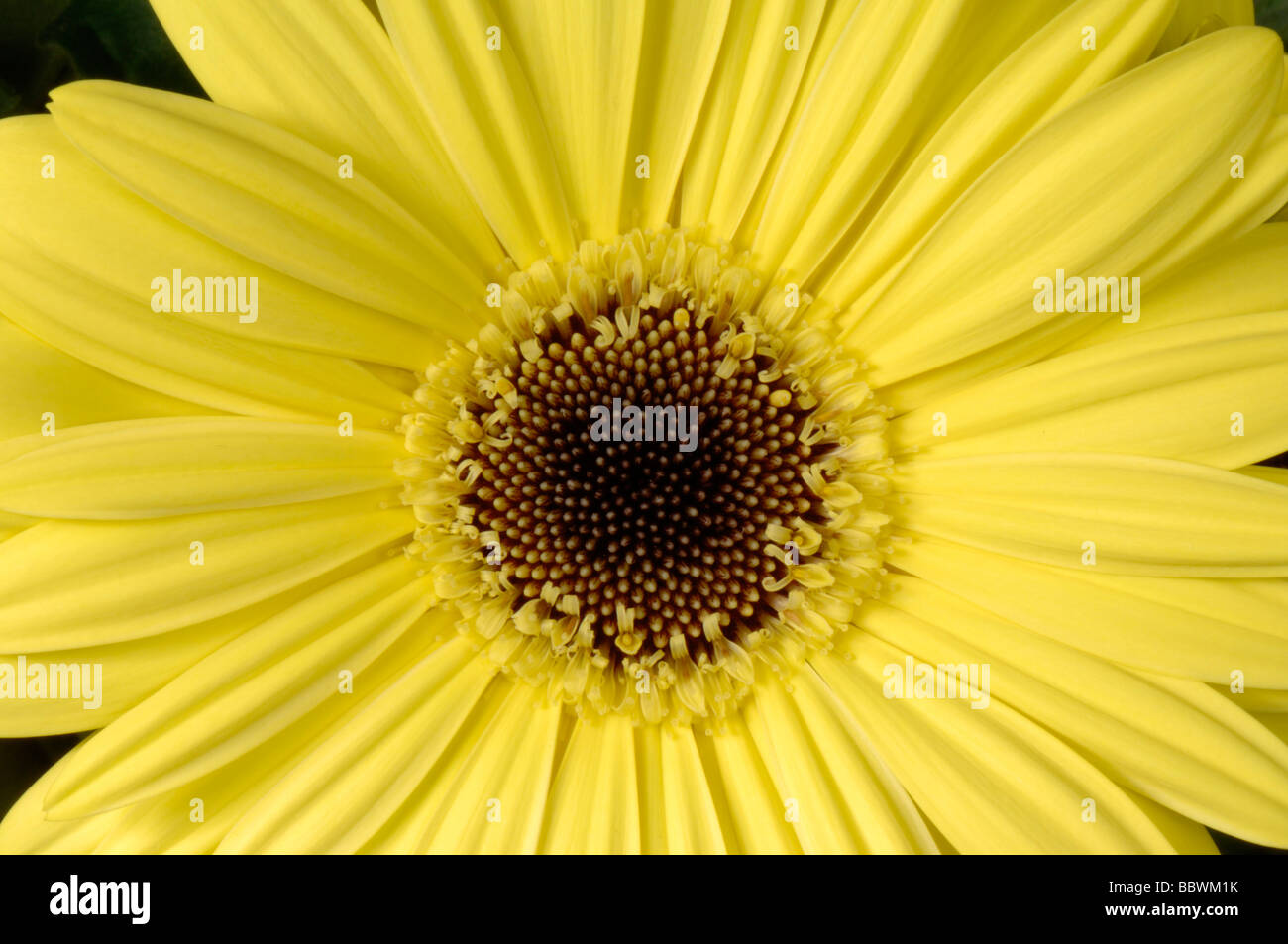 Gelbe Gerbera zusammengesetzte Blume mit Disc und Ray Röschen Stockfoto