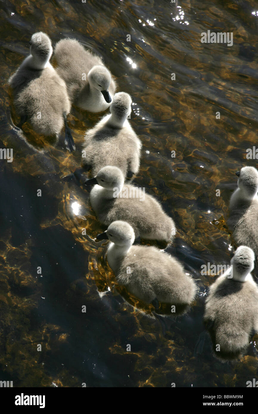 Bereich der Loch Lomond, Schottland. Eine Kupplung der Cygnets Schwimmen am Loch Lomond. Stockfoto