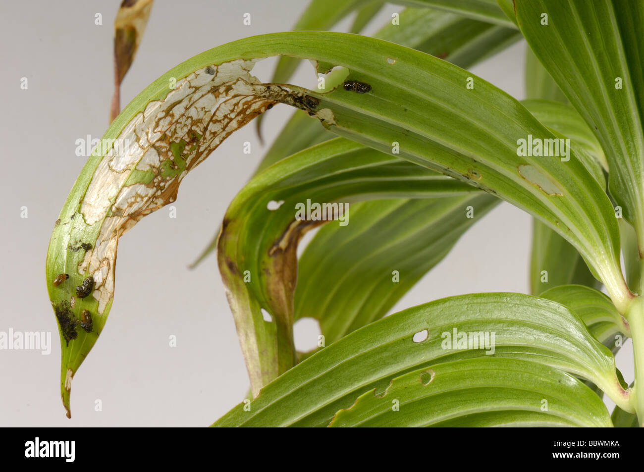 Lily Lilioceris Lilii junge klebrige Käferlarven und Schaden auf einem beschädigten Lilie Blatt Stockfoto