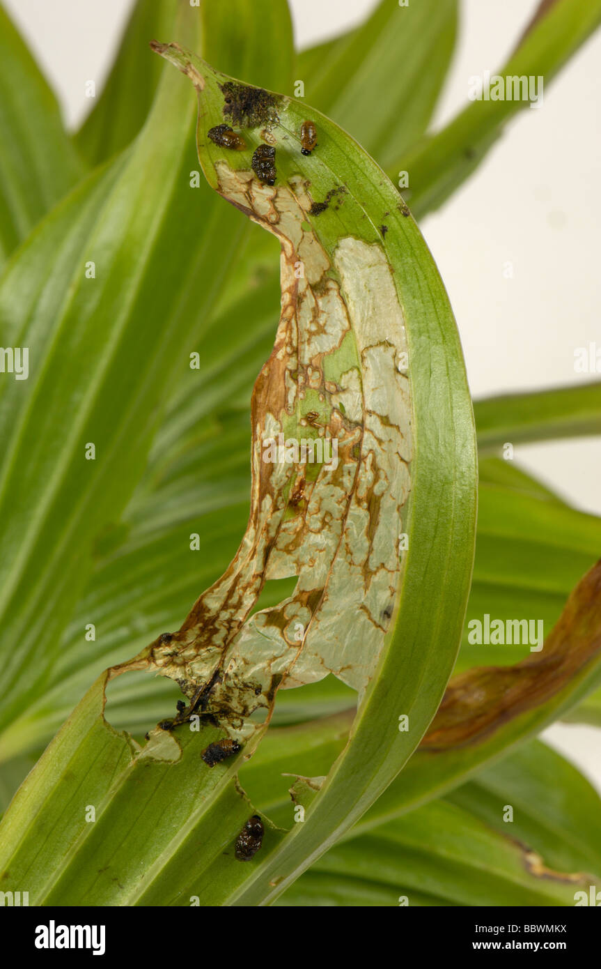Lily Lilioceris Lilii junge klebrige Käferlarven und Schaden auf einem beschädigten Lilie Blatt Stockfoto