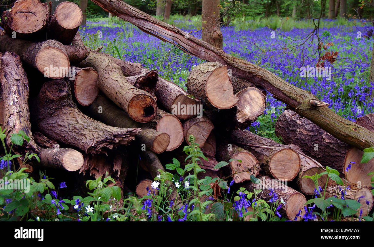 Ein Haufen Protokolle unter Wald in Kenilworth, Warwickshire und Glockenblumen. Stockfoto