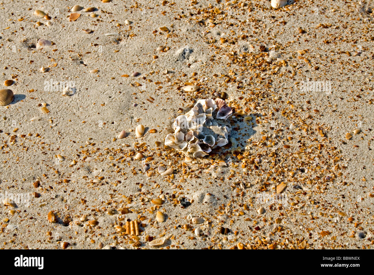 Seepocken auf ein Stück einer Muschel am Strand Stockfoto