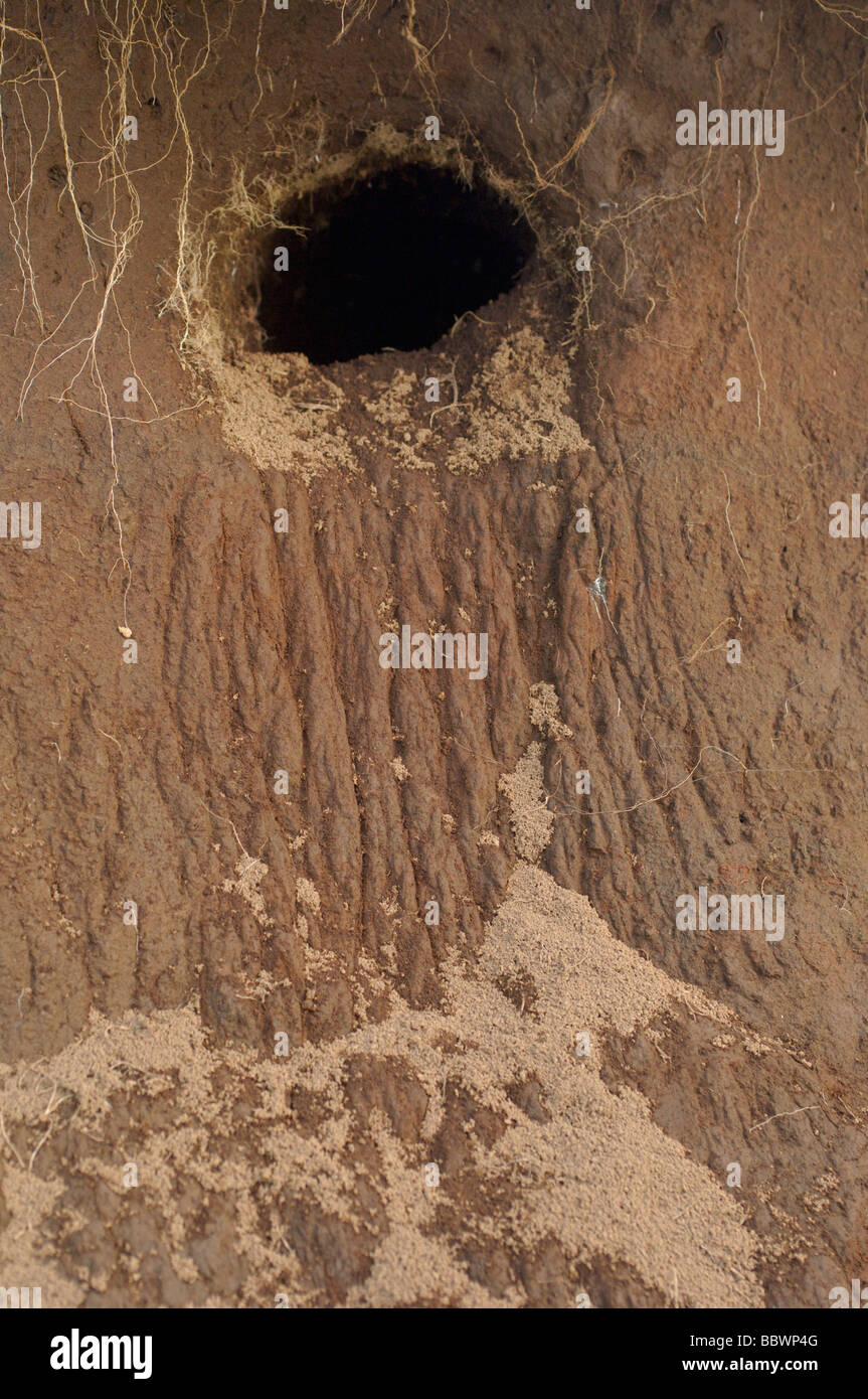 Papageitaucher Fuchsbau mit Kratzspuren nach Rasen Grimsey Island insgesamt Inseln Island erodiert Stockfoto