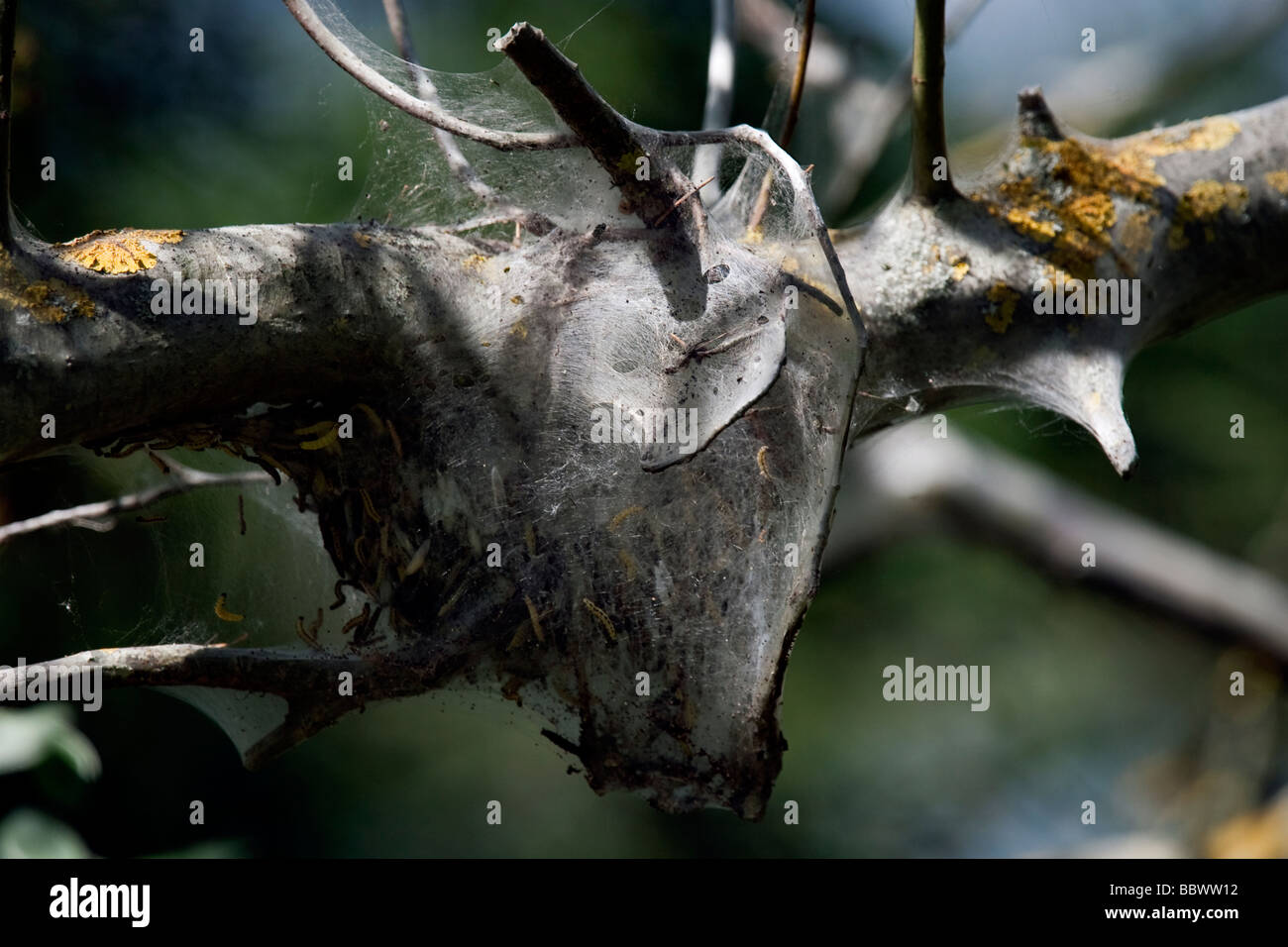 Traubenkirsche Gespinstmotte Kirsche Hermelin Yponomeuta Evonymella Bayern Vogelnest auf Ast Stockfoto