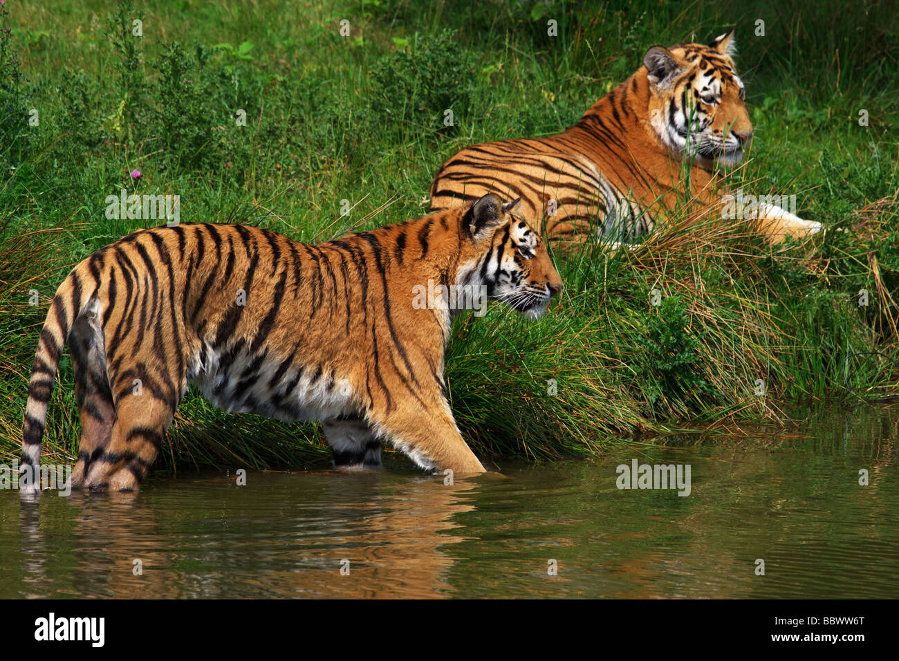 Zwei sibirische Tiger, eine im Wasser, dem andern am Ufer Stockfoto