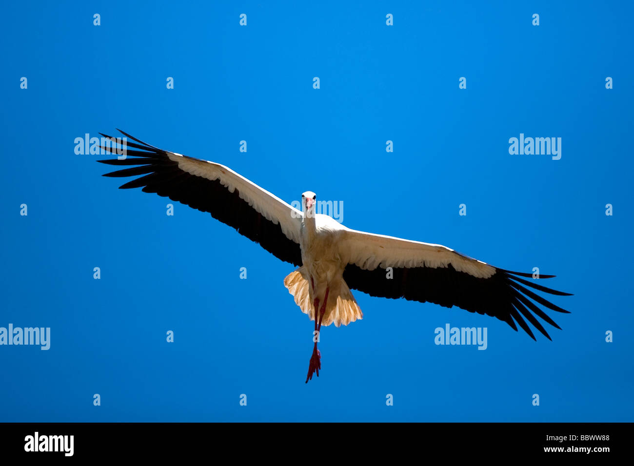 Weißstorch Ciconia Ciconia Weißstorch im Flug Bayern Deutschland Stockfoto