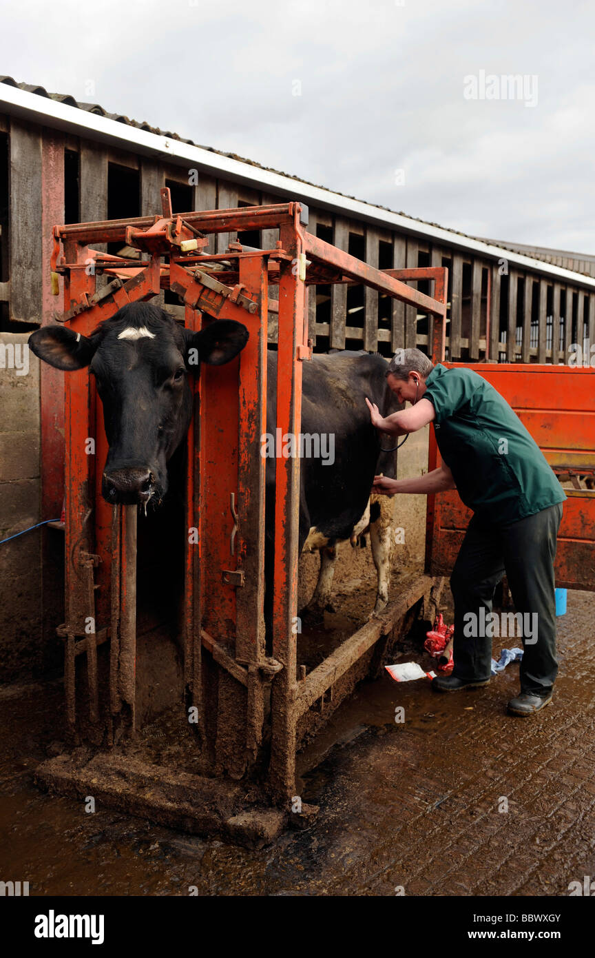 Tierarzt untersucht eine Kuh Kuh in ein Rinder-Gedränge Stockfoto