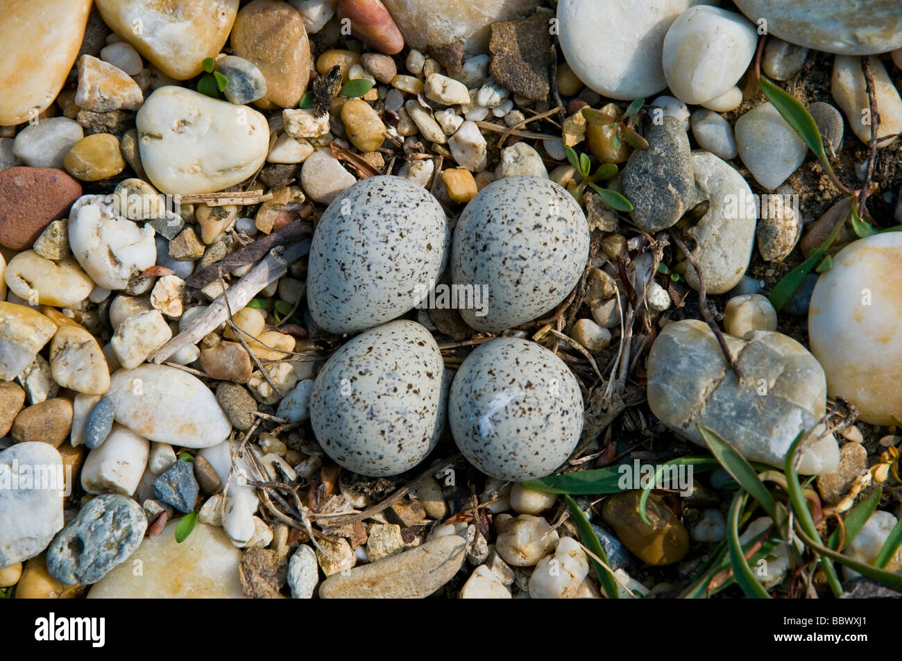 Nest ein Flussregenpfeifer (Charadrius Dubius) Stockfoto