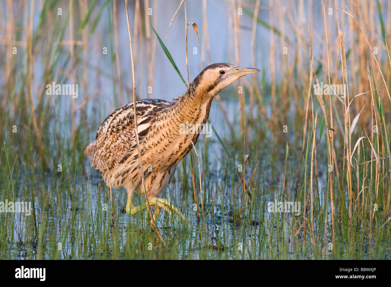 Eurasische Rohrdommel (Botaurus Stellaris) Stockfoto