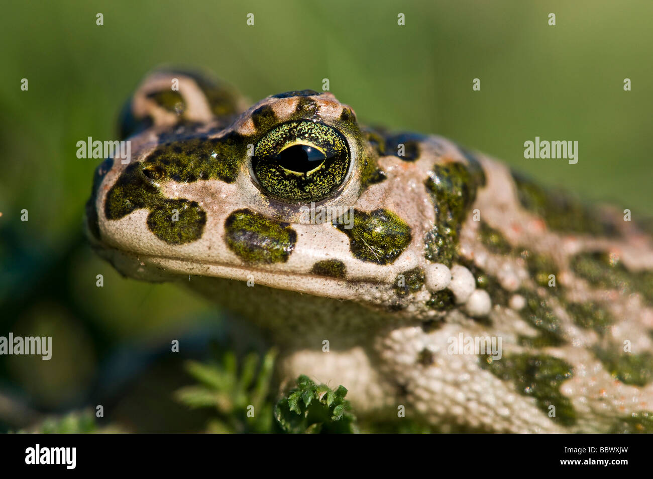 Grüne Kröte (Bufo Viridis) Stockfoto