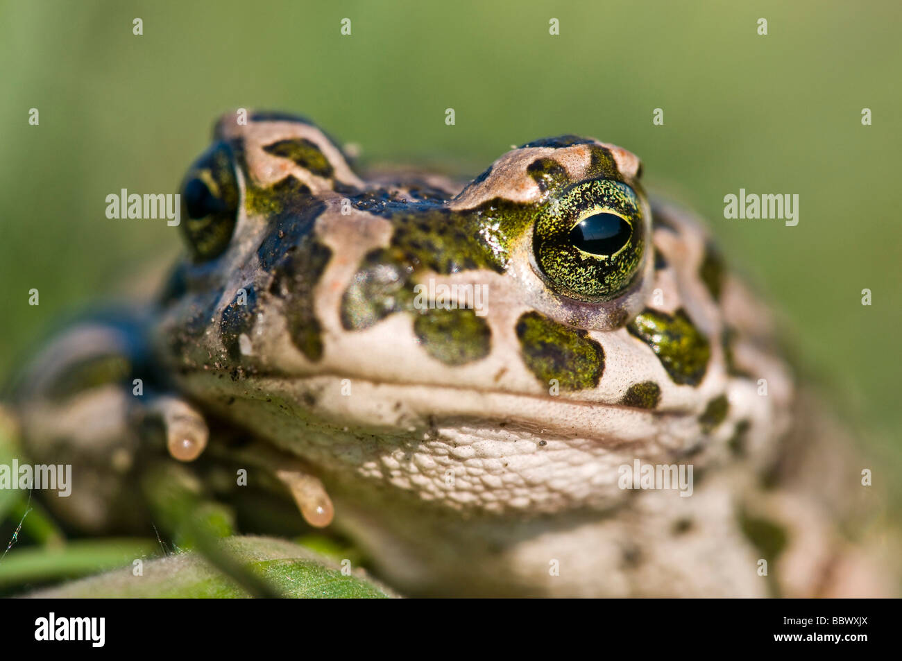 Grüne Kröte (Bufo Viridis) Stockfoto