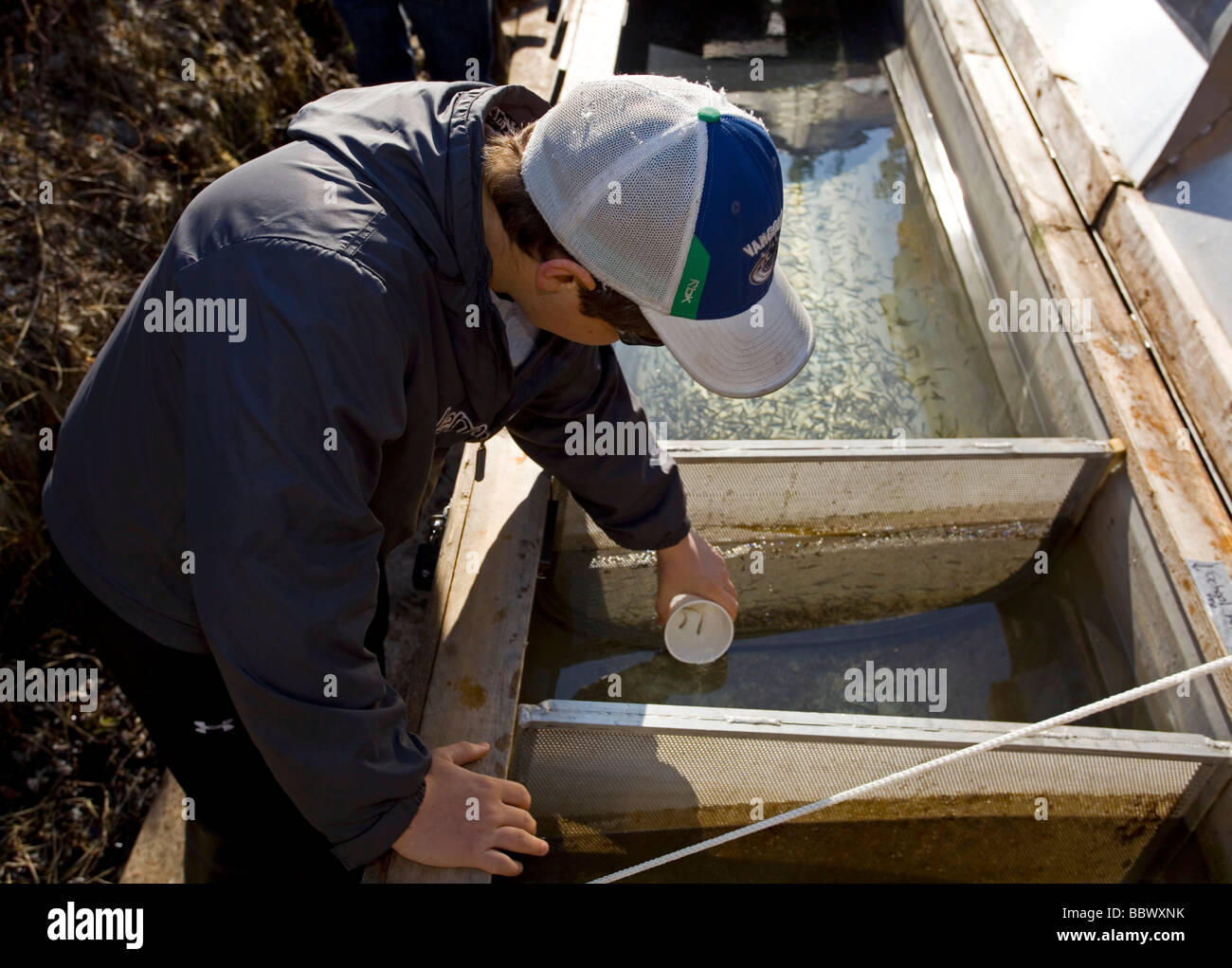 Junge Freigabe junger Chinook oder King Lachs, Lachs Braten, Yukon Outdoor Schulprogramm, Abteilung für Fischerei und Ozeane, DFO, Stockfoto