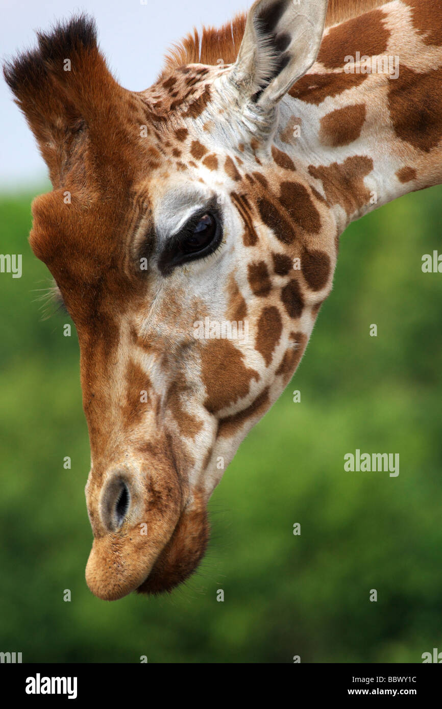 Porträt einer Rothschild-Giraffe auf der Suche nach unten Stockfoto