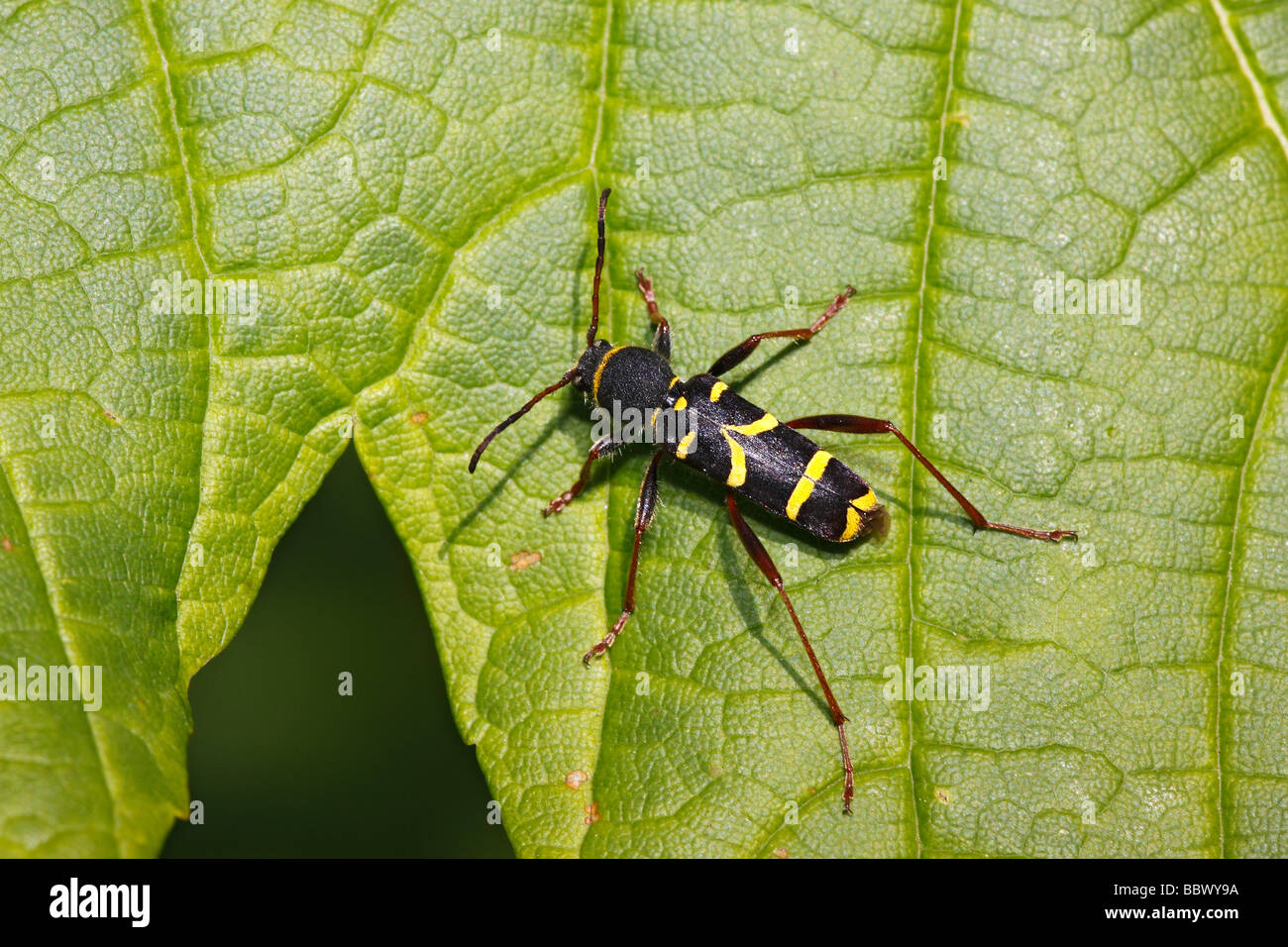 Käfer sitzen auf einem Ahornblatt, Wespe Käfer (Clytus Arietis) Stockfoto