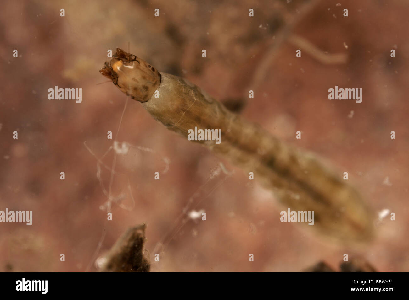 Schwarze Fliege Larve (Simuliidae Spec) Stockfoto