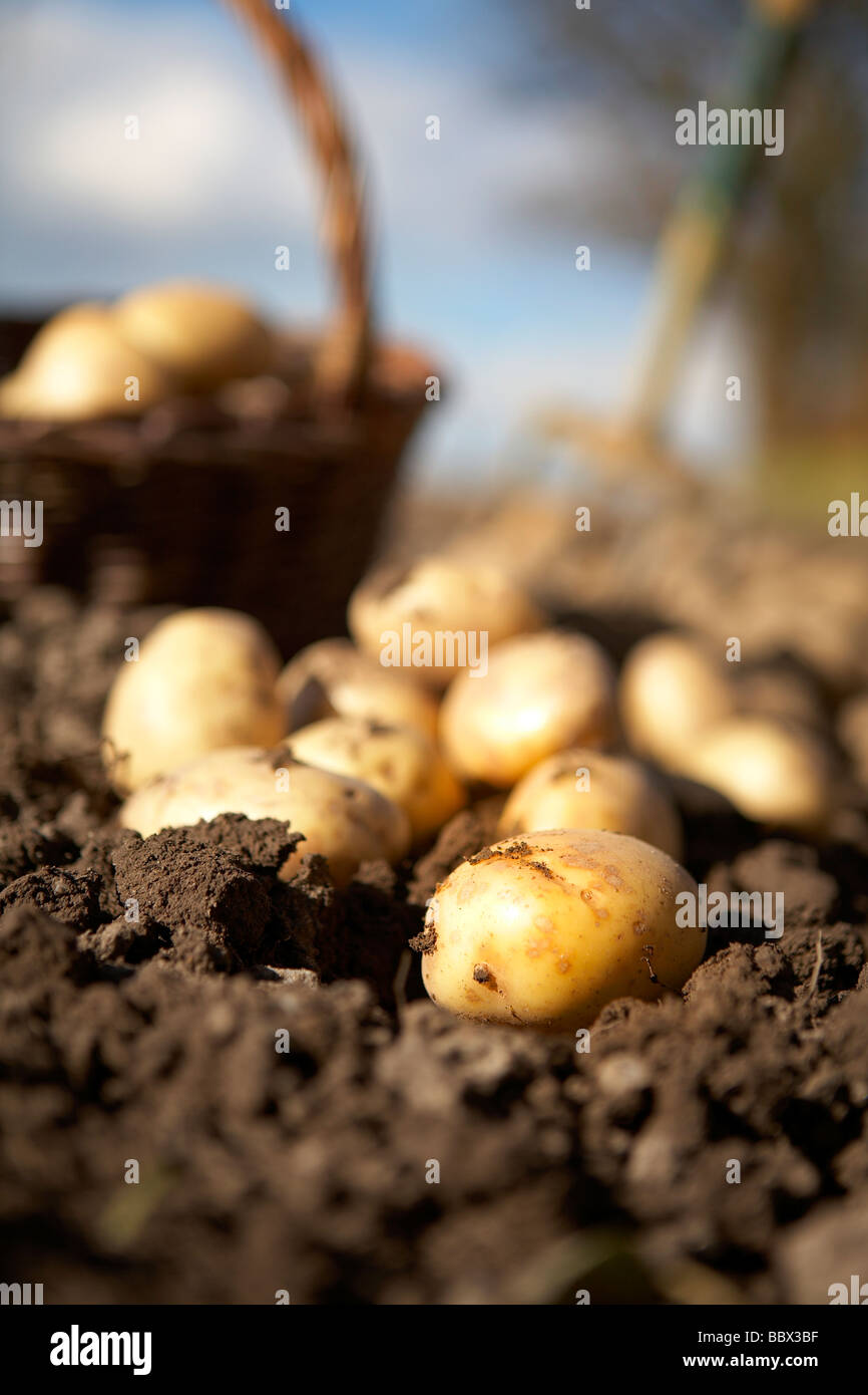 KORB MIT FRISCH GEGRABENE KARTOFFELN Stockfoto