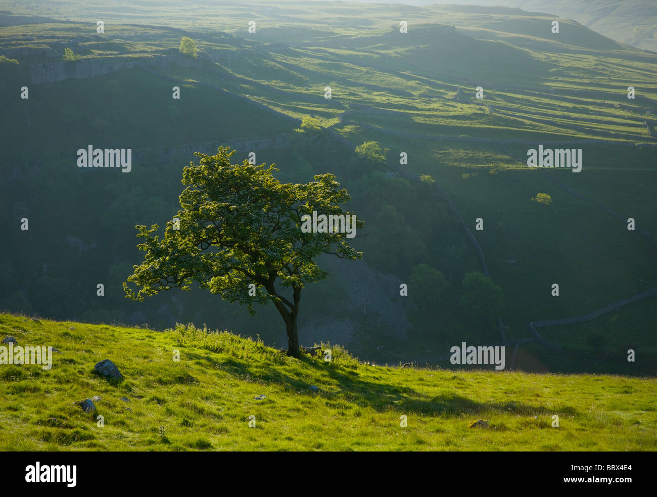 Baum über Malham Cove, Yorkshire Dales National Park, North Yorkshire, England UK Stockfoto