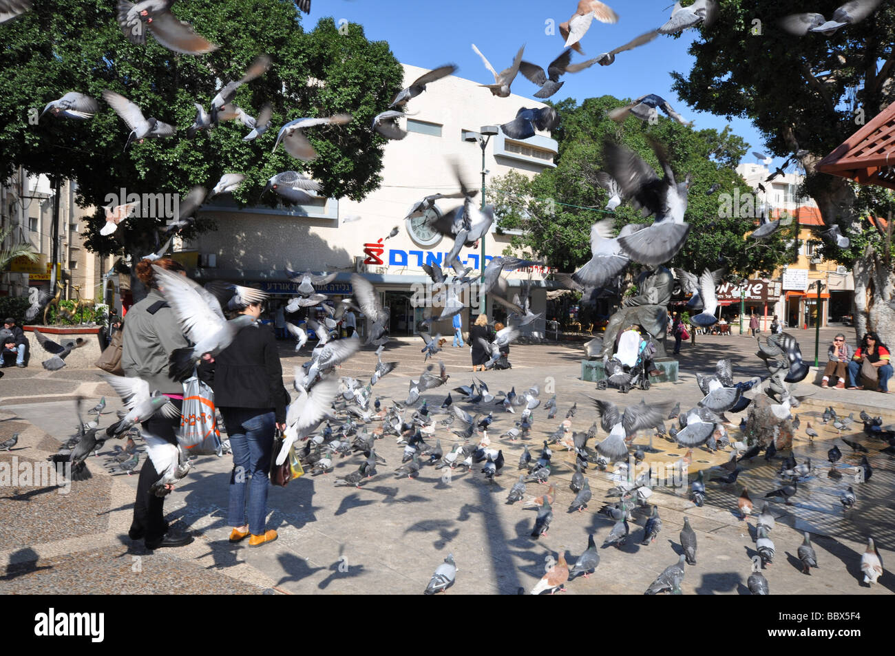 Israel Ramat Gan Orda Center Tauben Stockfoto