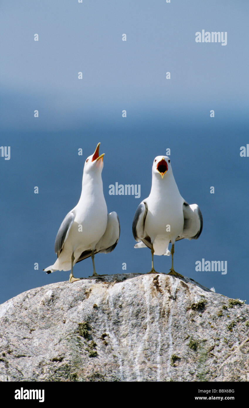 Zwei Vögel auf Felsen Stockfoto
