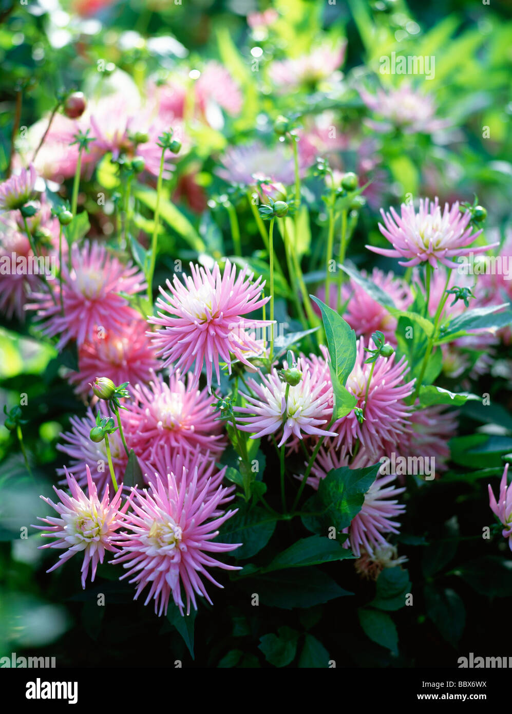 Lila Blüten Nahaufnahme Stockfoto